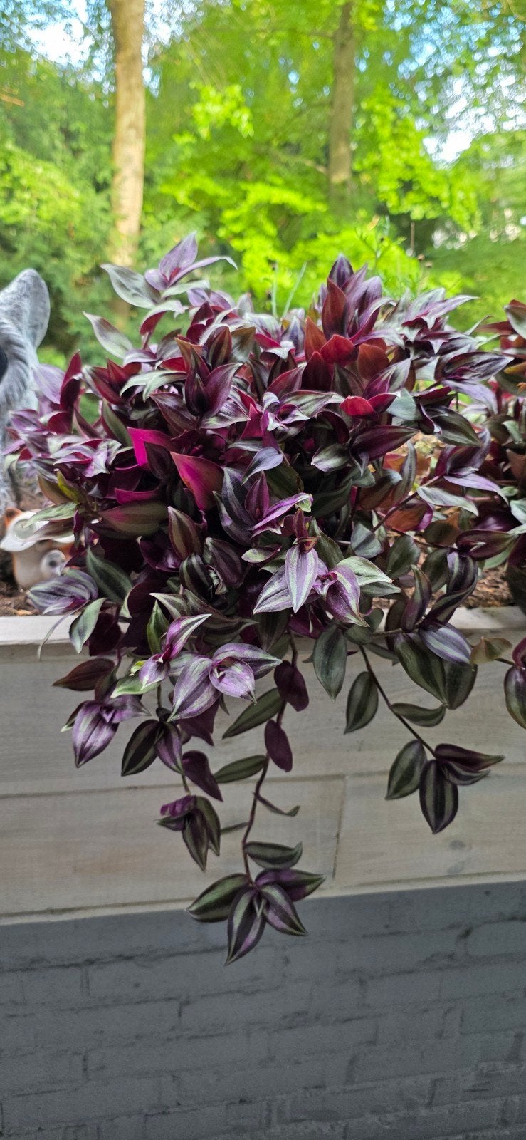 2 Tradescantia Zebrina met potten - Prachtige hangplant, Huis en Inrichting, Ophalen, Halfschaduw, Minder dan 100 cm