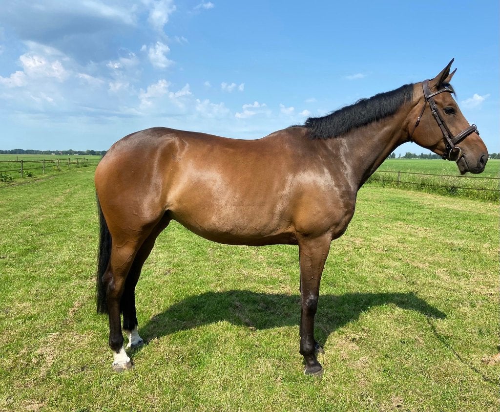 Leuke 5 jarige merrie, Dieren en Toebehoren, Paarden, Merrie, Springpaard, Met stamboom, Zadelmak