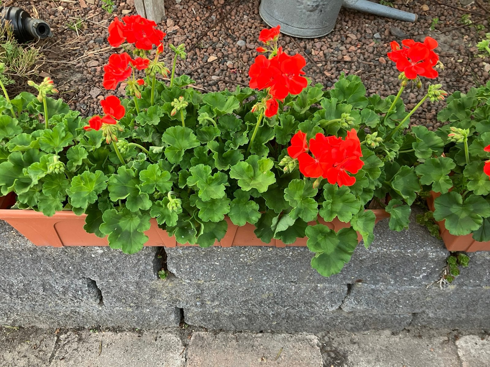 Geraniums in balkonbak 60x17, Ophalen, Overige soorten, Volle zon