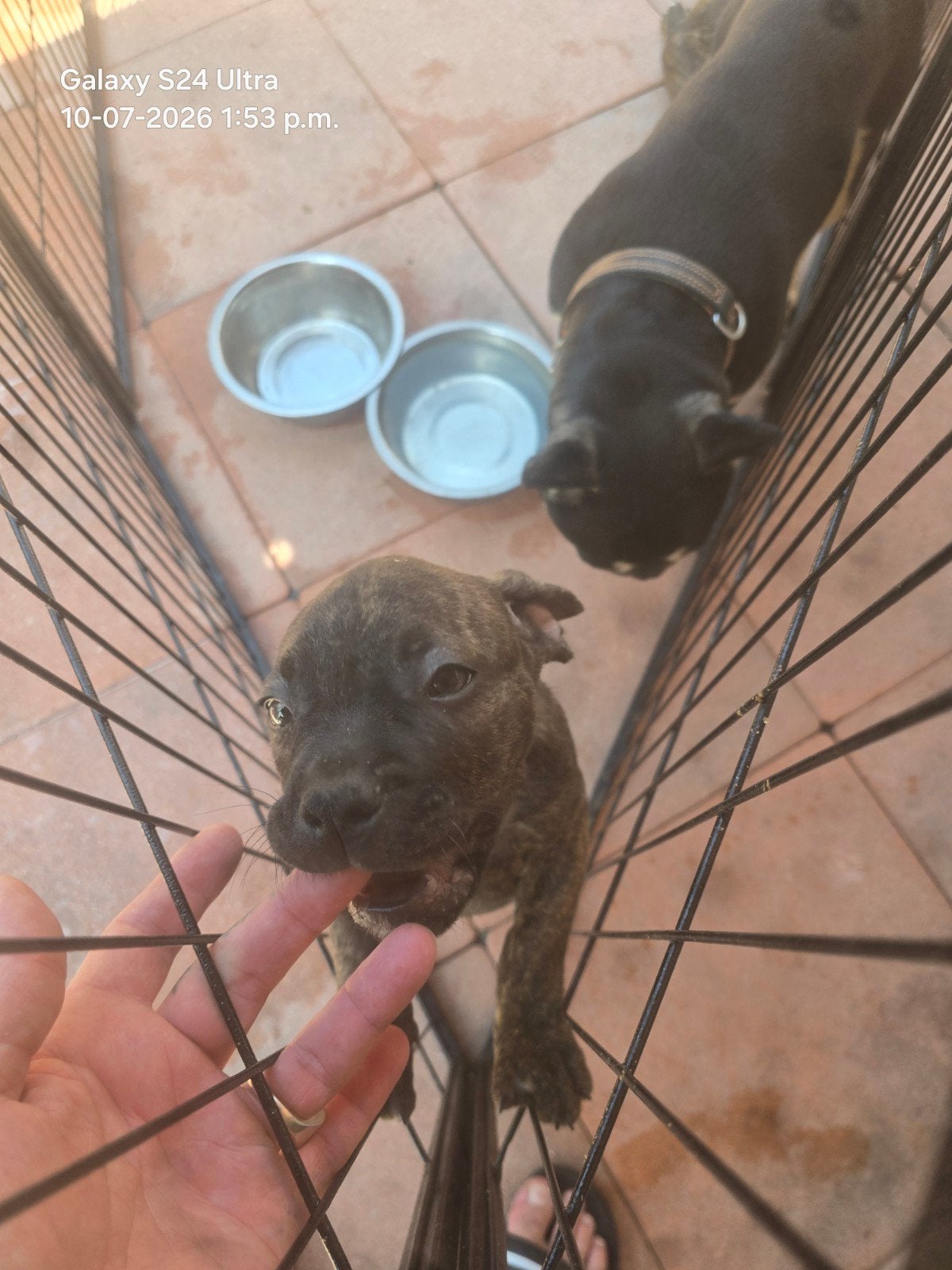 Mooie kruising fransebull/American bull, 8 tot 15 weken, Parvo, Meerdere, Meerdere dieren