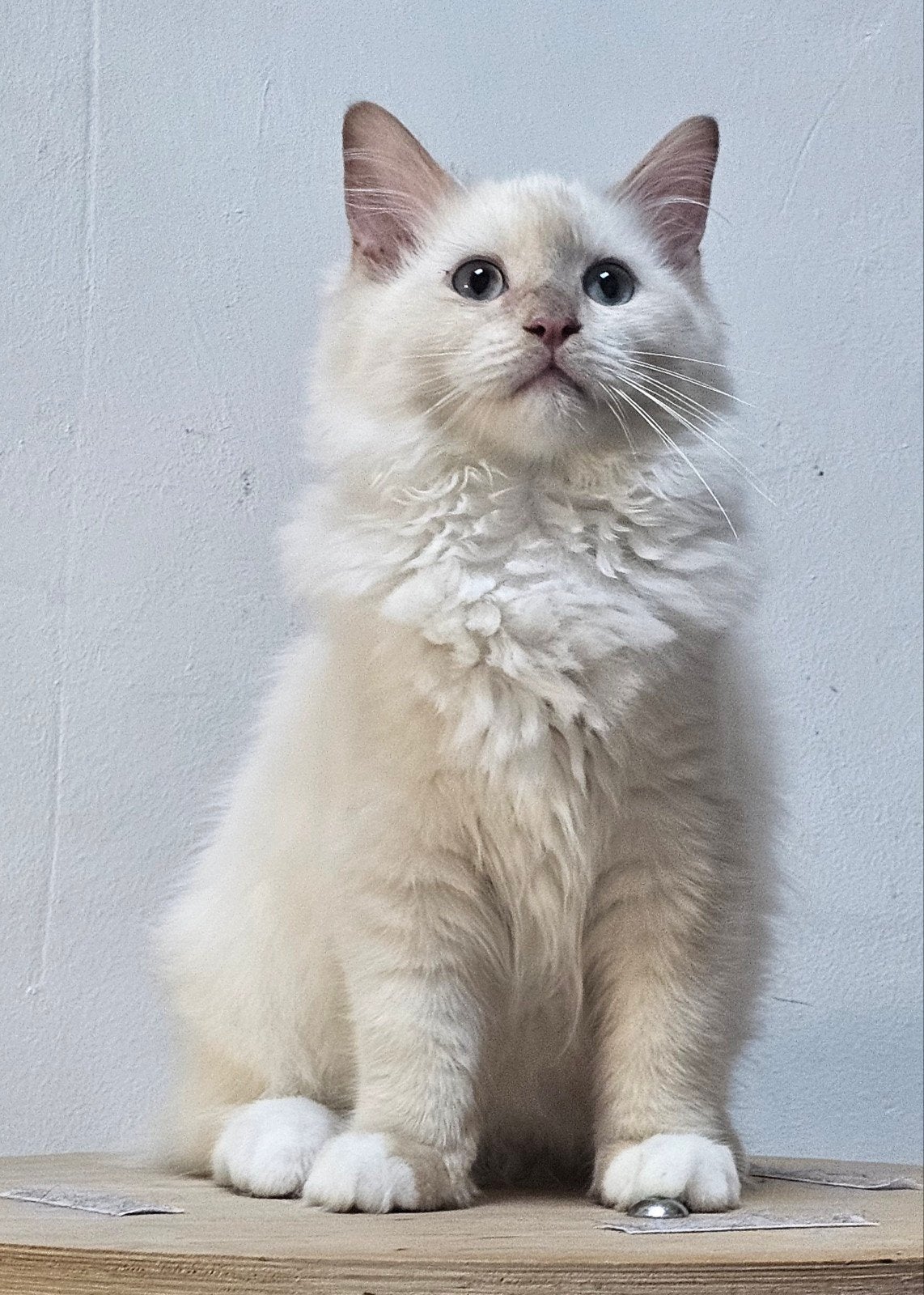 Cinnamon mink mitted Ragdoll katertje gecastreerd, Kater, Met stamboom