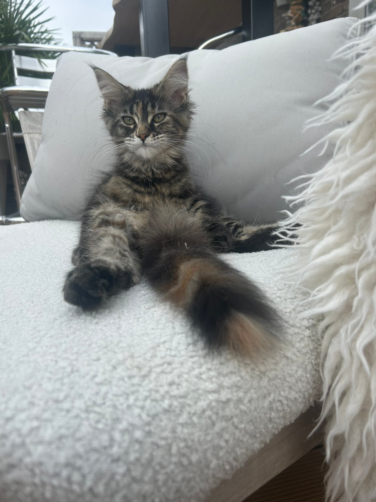 Mooi nestje Maine coon Kittens, Dieren en Toebehoren, Meerdere dieren, Gechipt, 0 tot 2 jaar