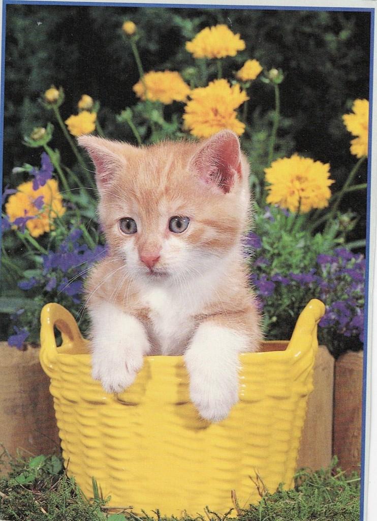 Rode jonge kat in mand 30, Verzenden, 1980 tot heden, Ongelopen, Hond of Kat