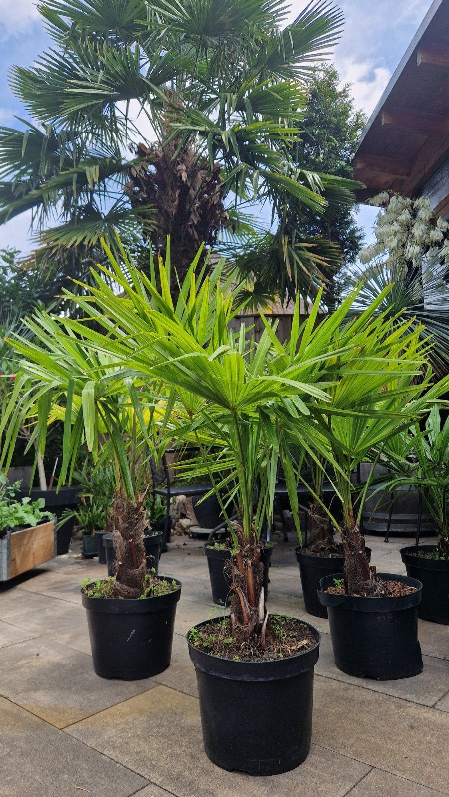 Diverse Mediterrane Planten: Citrussen, Yucca's Palmbomen, Ophalen, Overige soorten, Volle zon