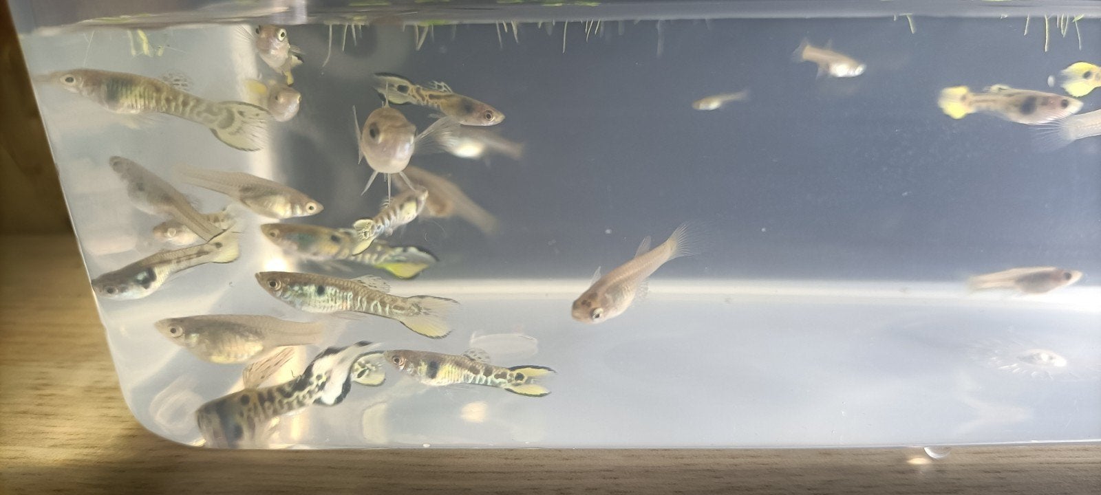 Tiger endler guppen (10 stuks voor €7,50), Dieren en Toebehoren, Vis, Zoetwatervis, Schoolvis