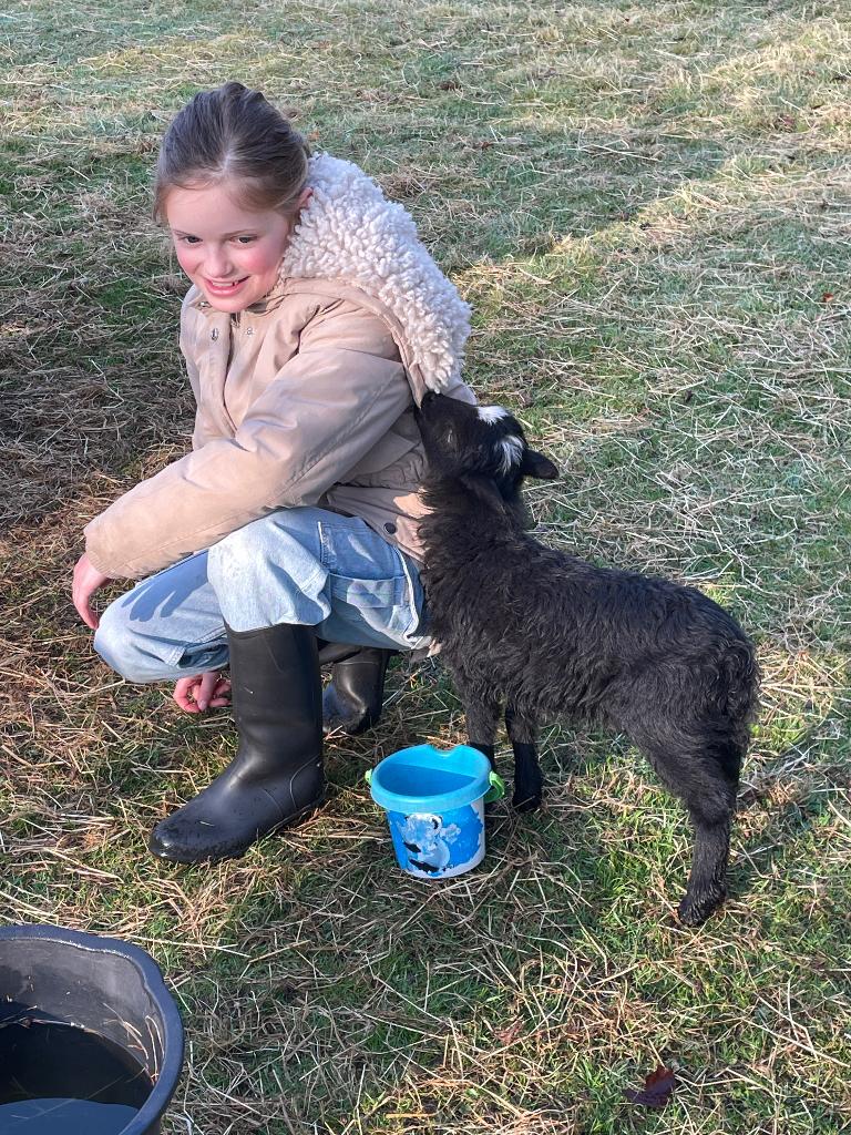 Te reserveren: Ouessant ram zwart 2026, Dieren en Toebehoren, Mannelijk, Schaap, 0 tot 2 jaar