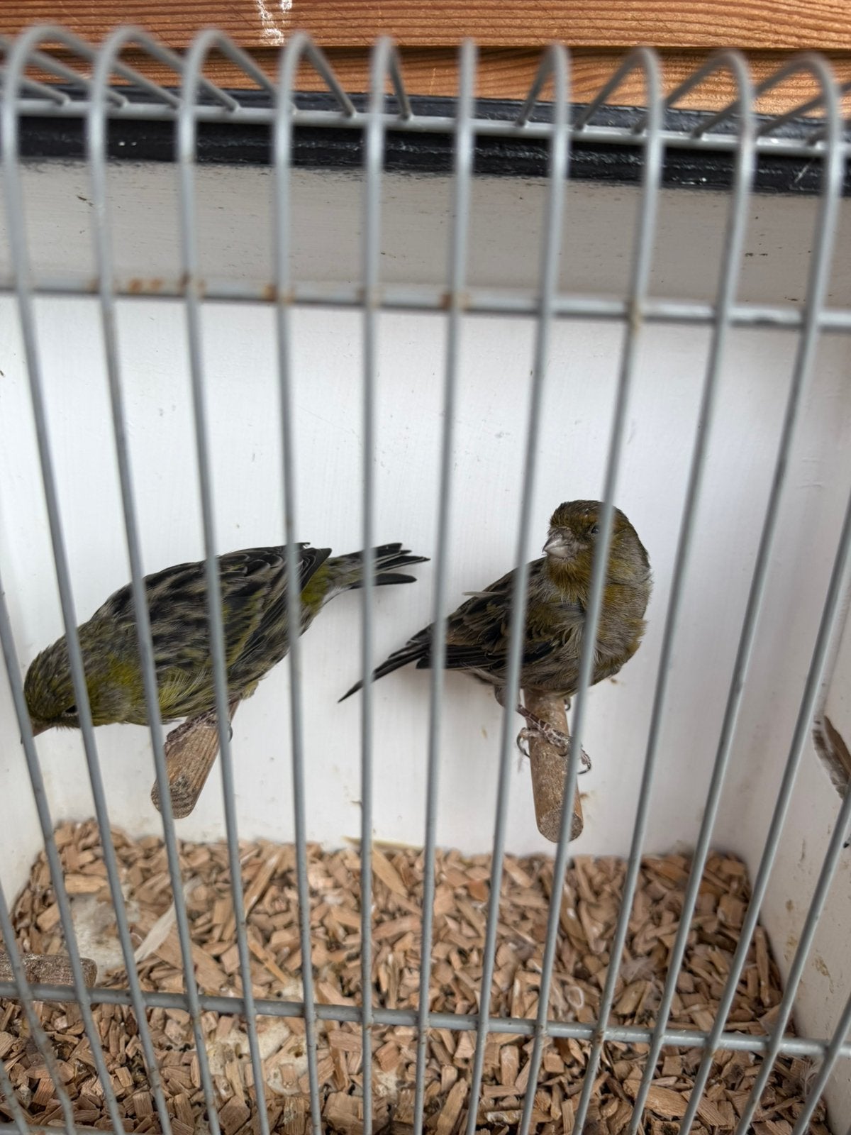 Zwart geel kobalt mannen, Mannelijk, Kleurkanarie