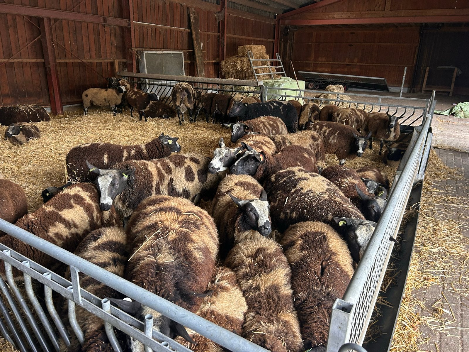 Bonte dekrammen, Dieren en Toebehoren, Schapen, Geiten en Varkens