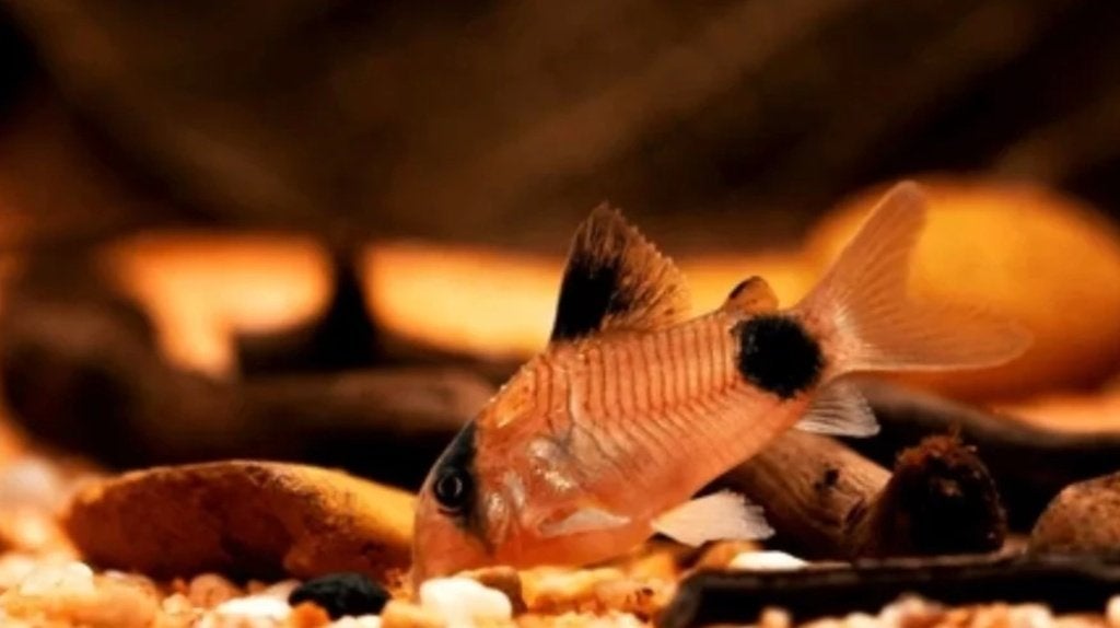 Corydoras Panda M, Vis, Zoetwatervis, Schoolvis