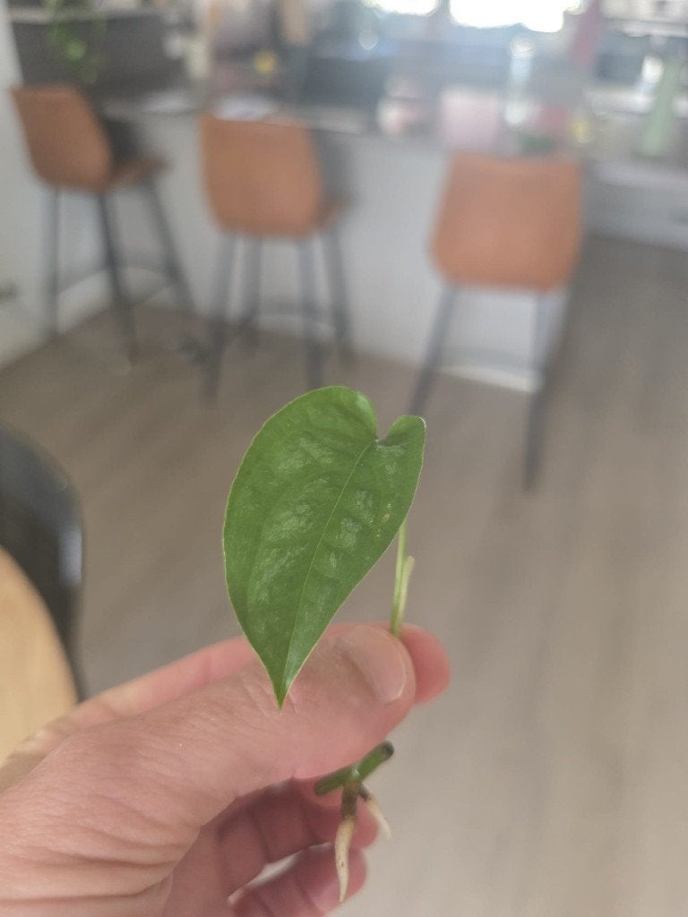 Hydrostekje Monstera Siltepecana te koop, Huis en Inrichting, Ophalen of Verzenden, Halfschaduw, Minder dan 100 cm