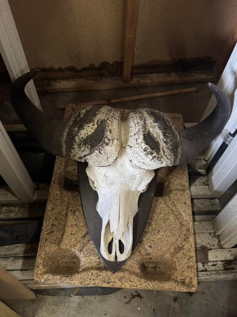 Zeer grote Afrikaanse Kaapse Buffel schedel 90x70 cm (bxh), Ophalen