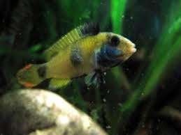 Apistogramma nijsseni per paar - Koidream Valburg, Dieren en Toebehoren, Vis, Zoetwatervis