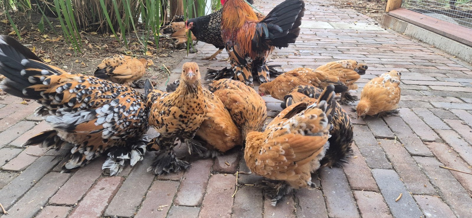 Sabelpootkriel, Dieren en Toebehoren, Pluimvee, Meerdere dieren, Kip