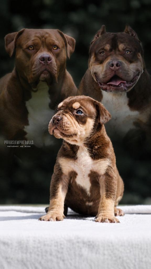 EXCLUSIEVE AMERICAN BULLY XL PUPS – PARASIEMPREBULLS, Overige rassen, Meerdere, Meerdere dieren, Nederland