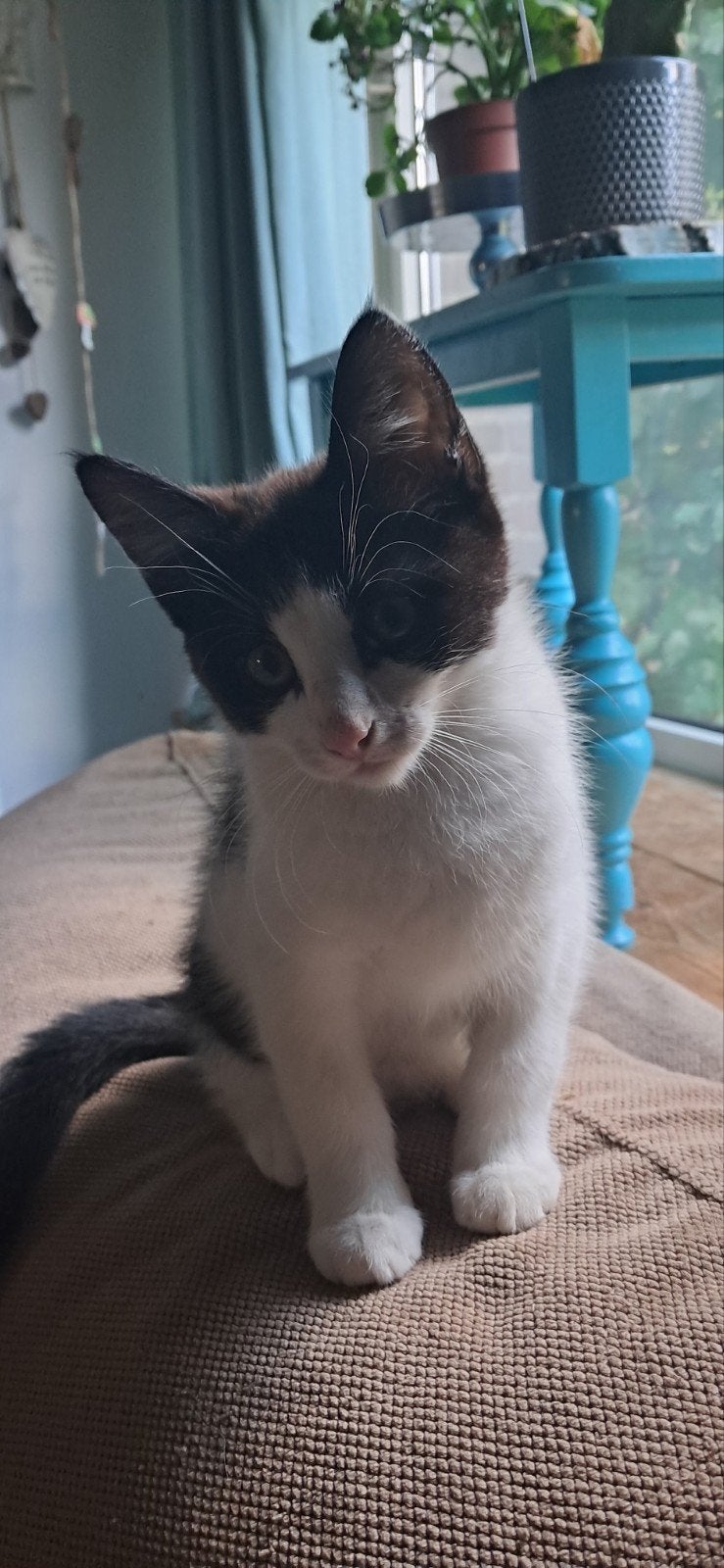 gereseveerd !meisje van 3 mndn zoekt eigen thuis, Dieren en Toebehoren, Poes, Kortharig, 0 tot 2 jaar