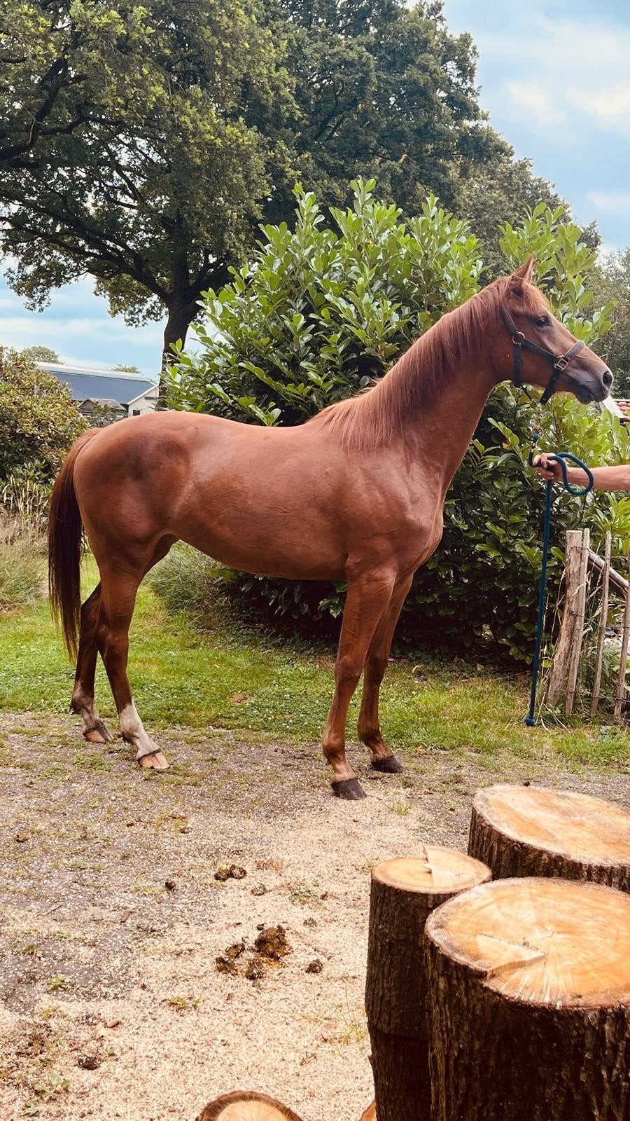 Fijne tweejarige dressuurmerrie van Milford VDL., Dieren en Toebehoren, Paarden, Merrie, Met stamboom, Dressuurpaard, 0 tot 2 jaar