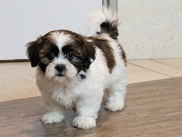 Knappe Boomer pups, Dieren en Toebehoren, Honden | Chihuahua's en Gezelschapshonden, Nederland, Parvo, Overige rassen, 8 tot 15 weken