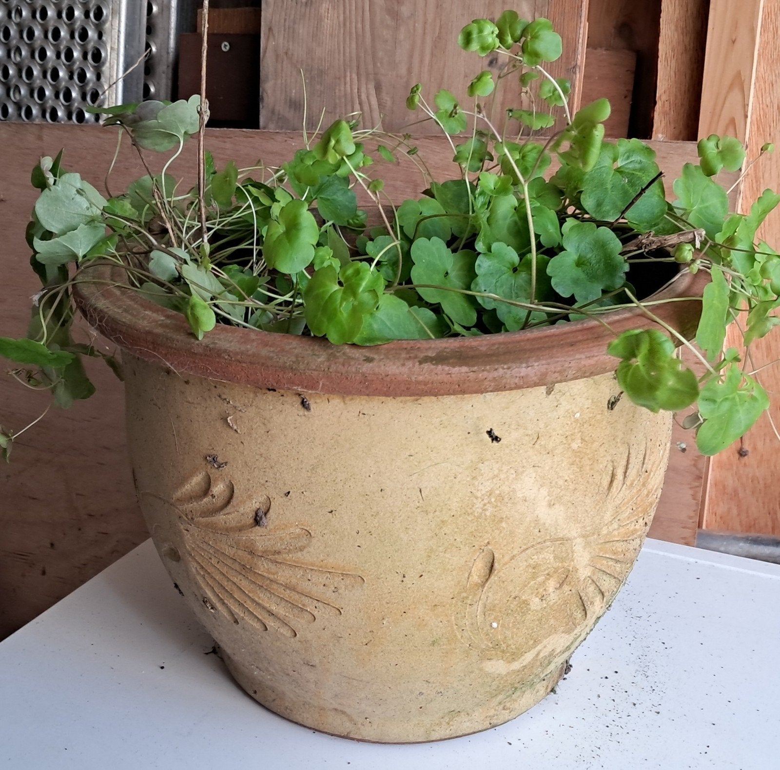 Terracotta bloempot met plant, 20cm hoog, 30cm breed, Gebruikt, Rond, Minder dan 40 cm, Balkon