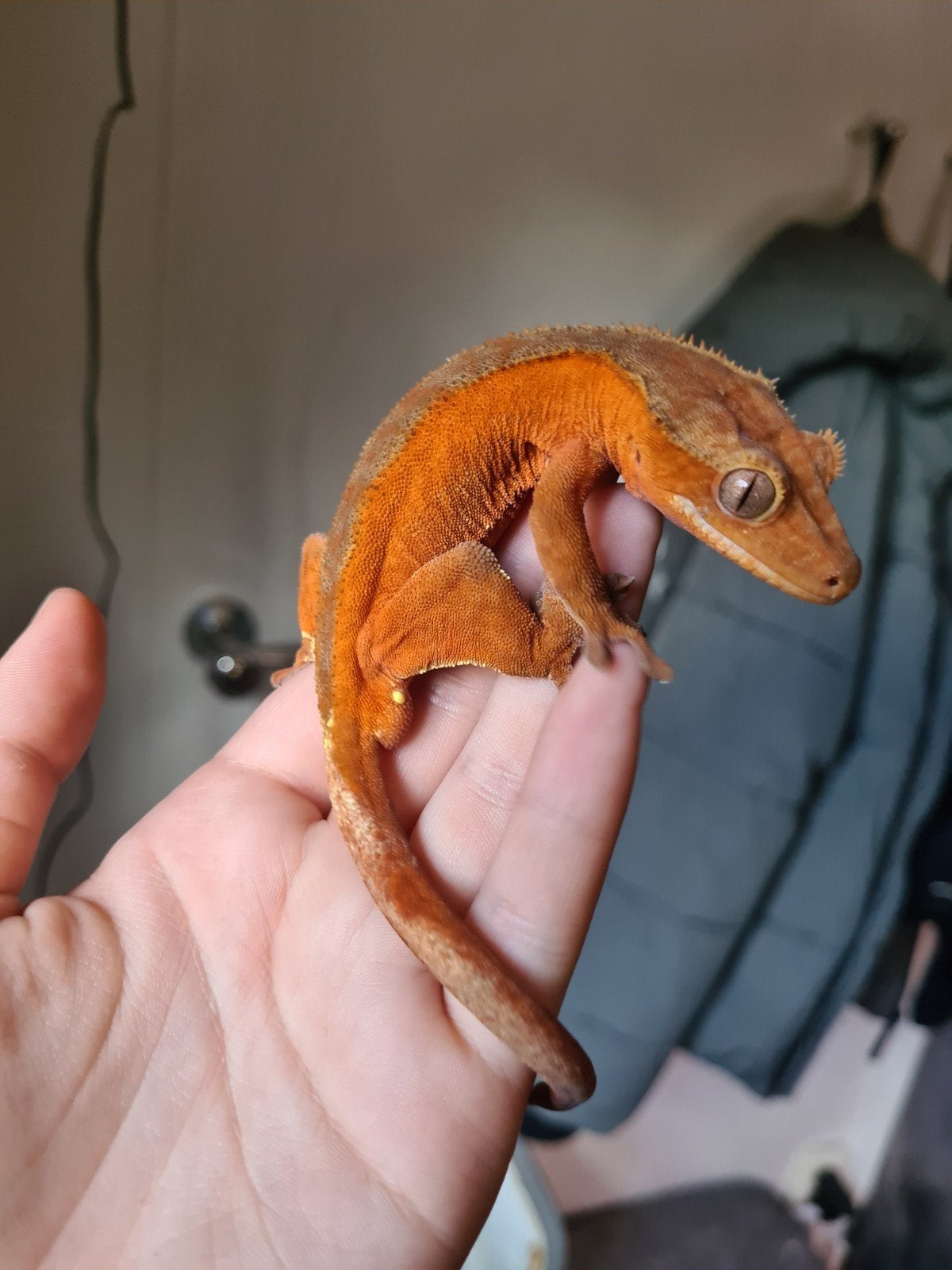 Super mooie wimpergekko man 1.0, Dieren en Toebehoren, Overige soorten, Tam, 0 tot 2 jaar