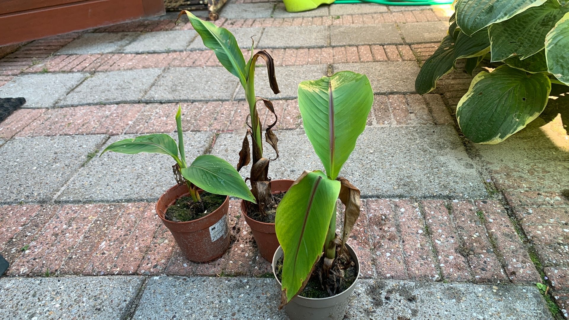 Bananenplant, Tuin en Terras, Ophalen, Overige soorten, Volle zon