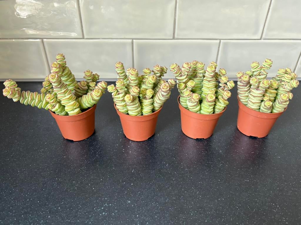 4x bijzonder stekje in potje Crassula Marnieriana Hottentot, Vetplant, Ophalen of Verzenden, In pot, Minder dan 100 cm