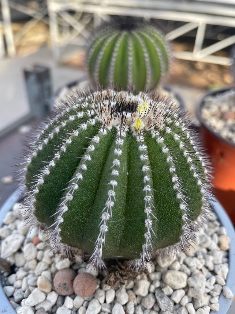 Cactus Eubelmania Pectinifera Multicostata in de 12cm pot, Ophalen of Verzenden, Cactus, Minder dan 100 cm, Bloeiende kamerplant