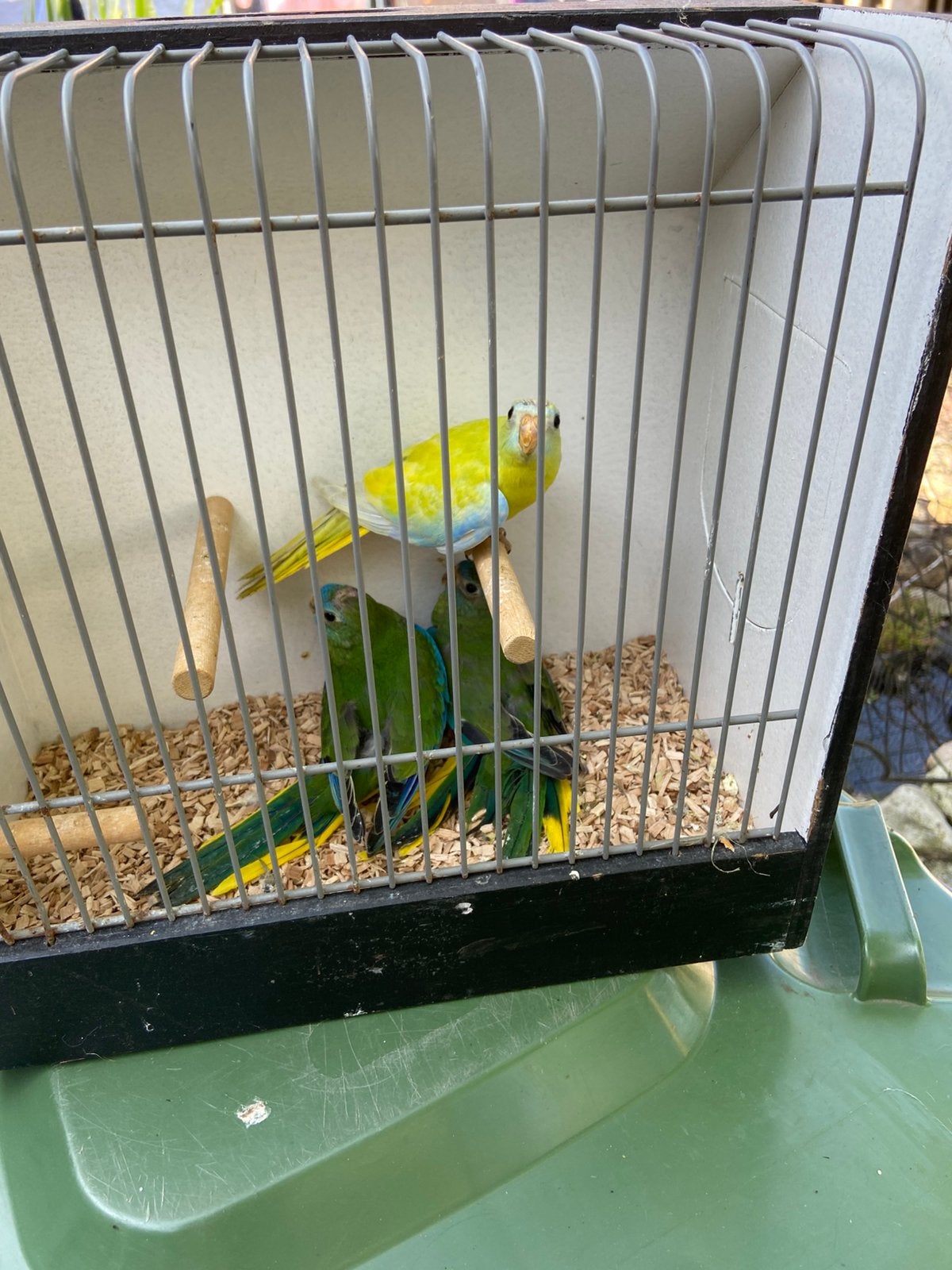 Div vogels, Dieren en Toebehoren, Vogels | Kanaries, Meerdere dieren, Zangkanarie