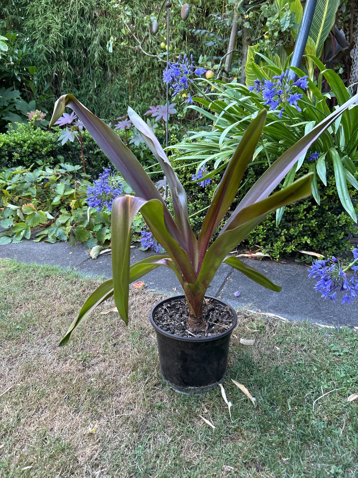 Eucomis 'Sprankeling Burgundii' - Ananasplant, Volle zon, Vaste plant, Zomer, Ophalen
