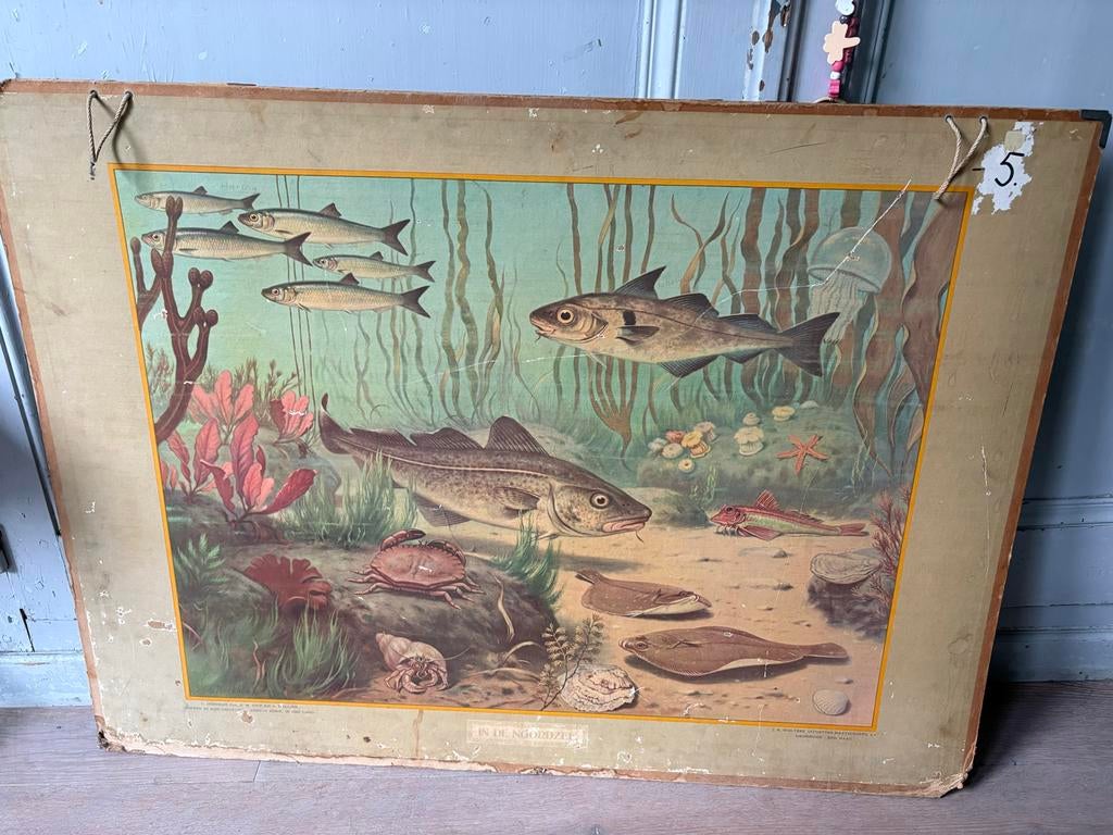 Oude schoolplaat In de Noordzee - Dieren in hun omgeving, Antiek en Kunst, Antiek | Schoolplaten, Ophalen, Natuur en Biologie