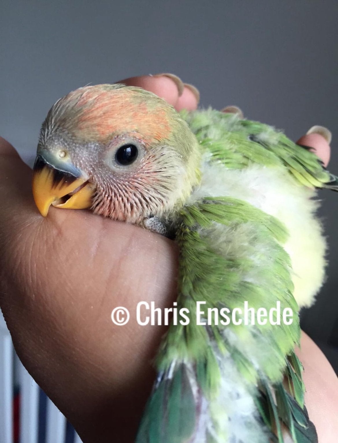 Kies je eigen tamme agapornis, roseicolli, vogel, lovebird, Dieren en Toebehoren, Vogels | Parkieten en Papegaaien, Meerdere dieren