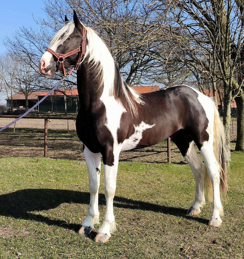 Ter dekking Igor, Dieren en Toebehoren, Paarden en Pony's | Dekhengsten en Fokmerries, Hengst
