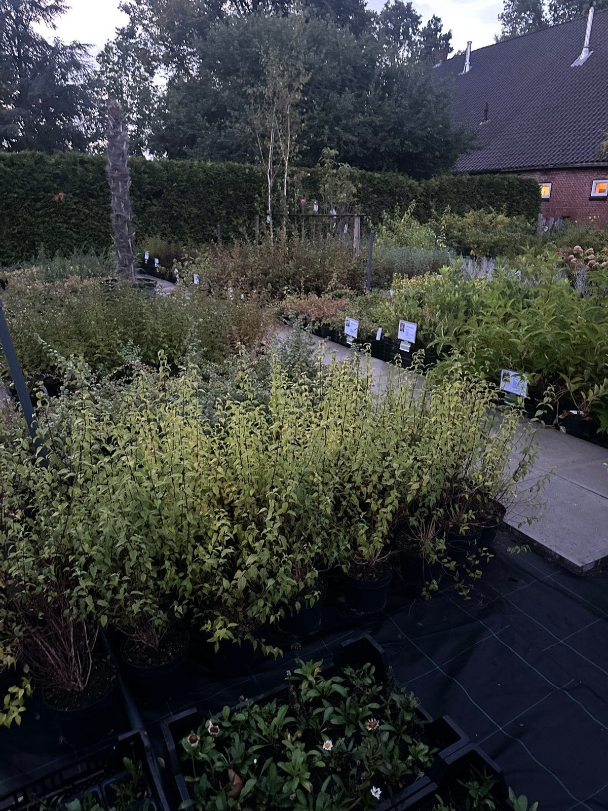 Kwekerij opruiming, Tuin en Terras, Ophalen, Overige soorten, Minder dan 100 cm
