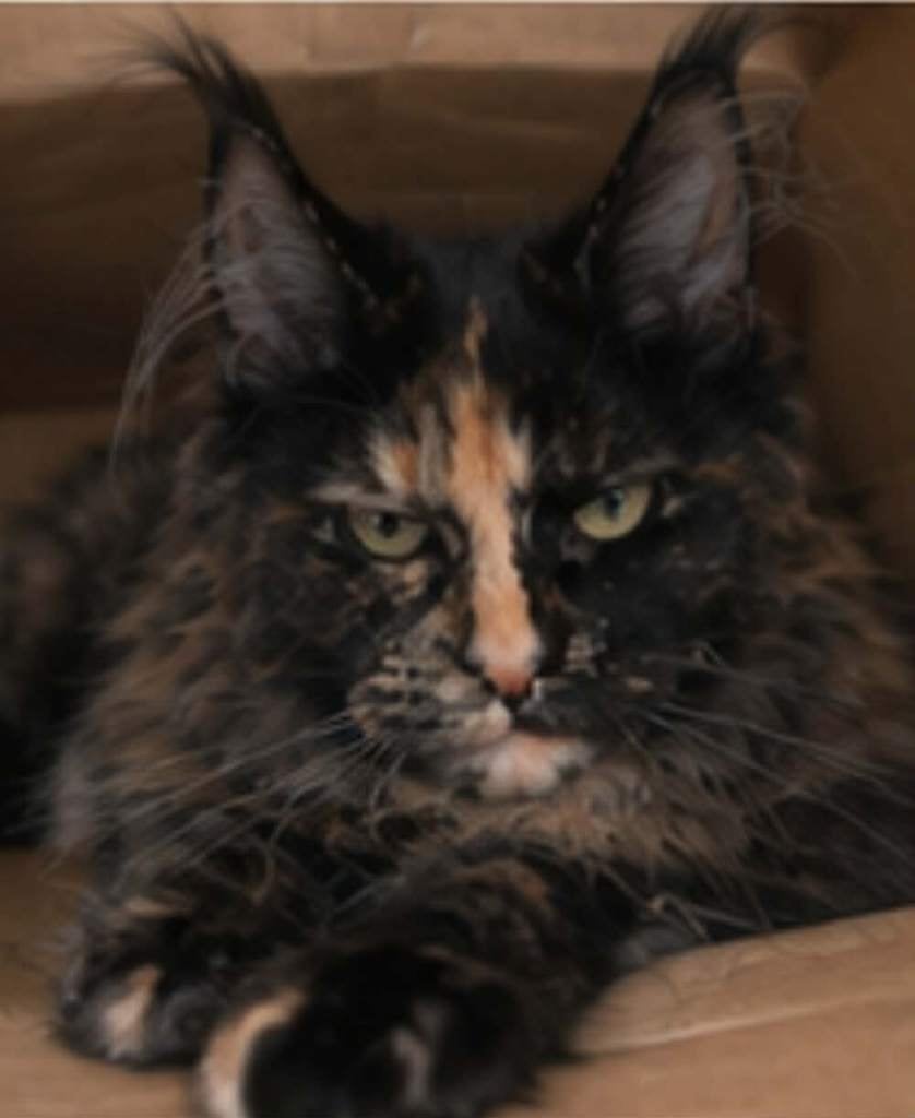 Prachtige Maine Coon poes  met stamboom XXL Russische lijnen, Dieren en Toebehoren, Poes, Met stamboom, 0 tot 2 jaar