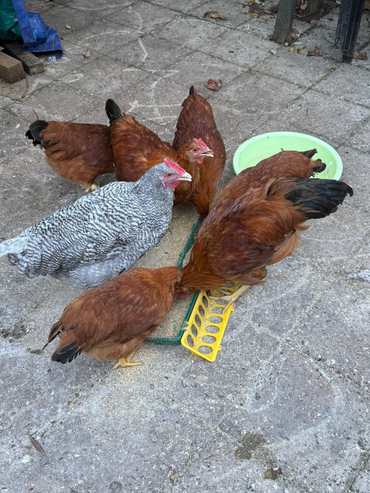 Kippen, Dieren en Toebehoren, Vrouwelijk, Kip