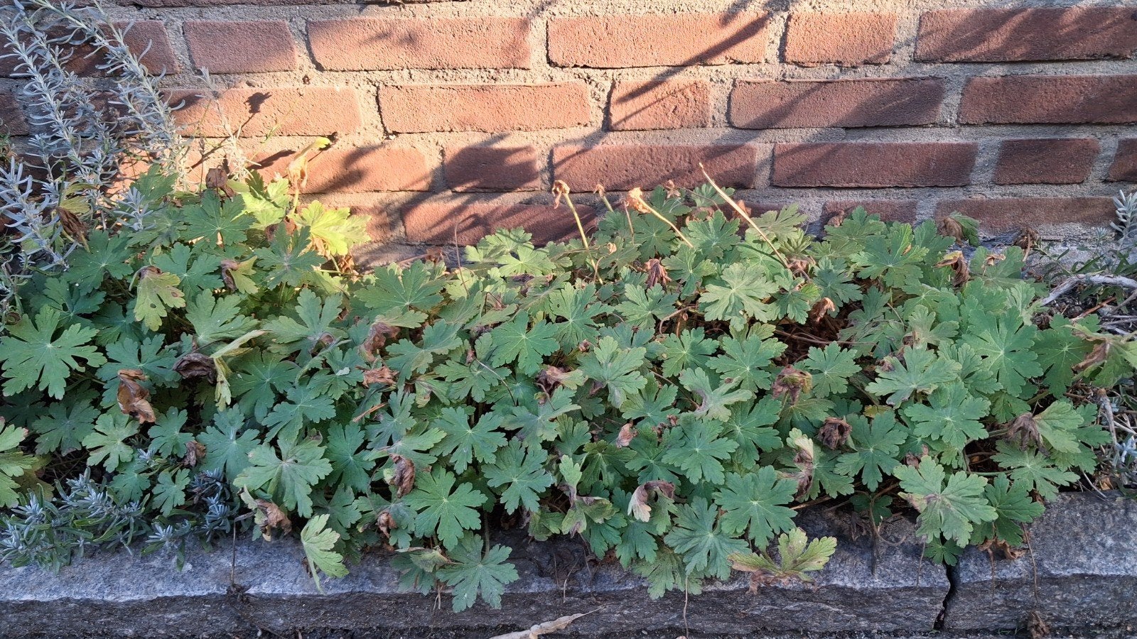 Rotsooievaarsbek vaste tuinplant, Ophalen, Overige soorten