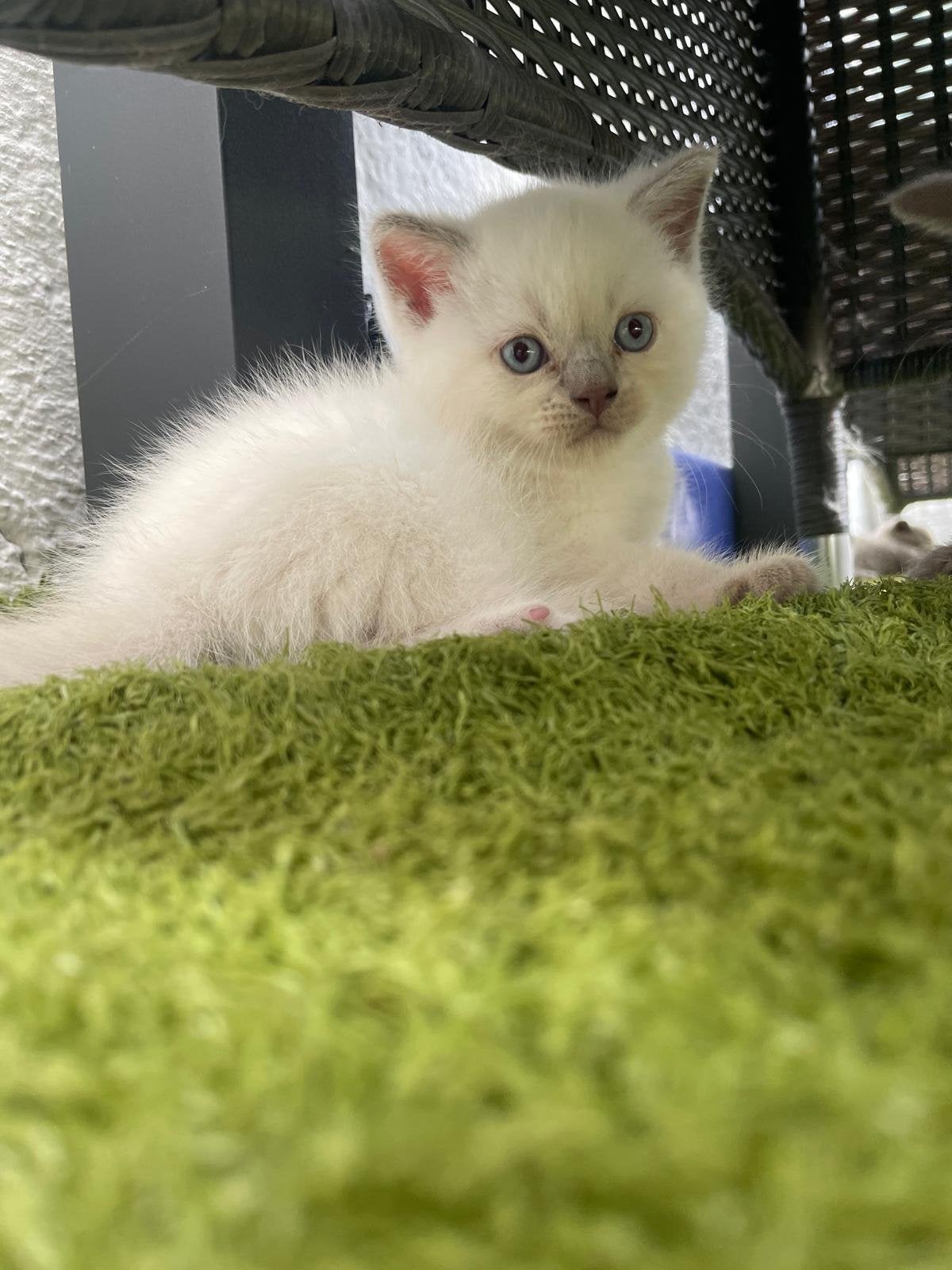 Prachtige Britse korthaar kittens, Meerdere dieren, Ontwormd