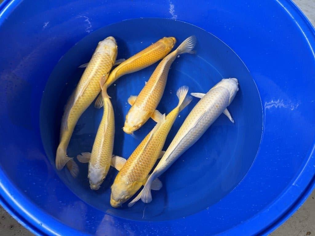 Yamabuki Ogon 35-40 en 50-55 cm, Karper of Koi