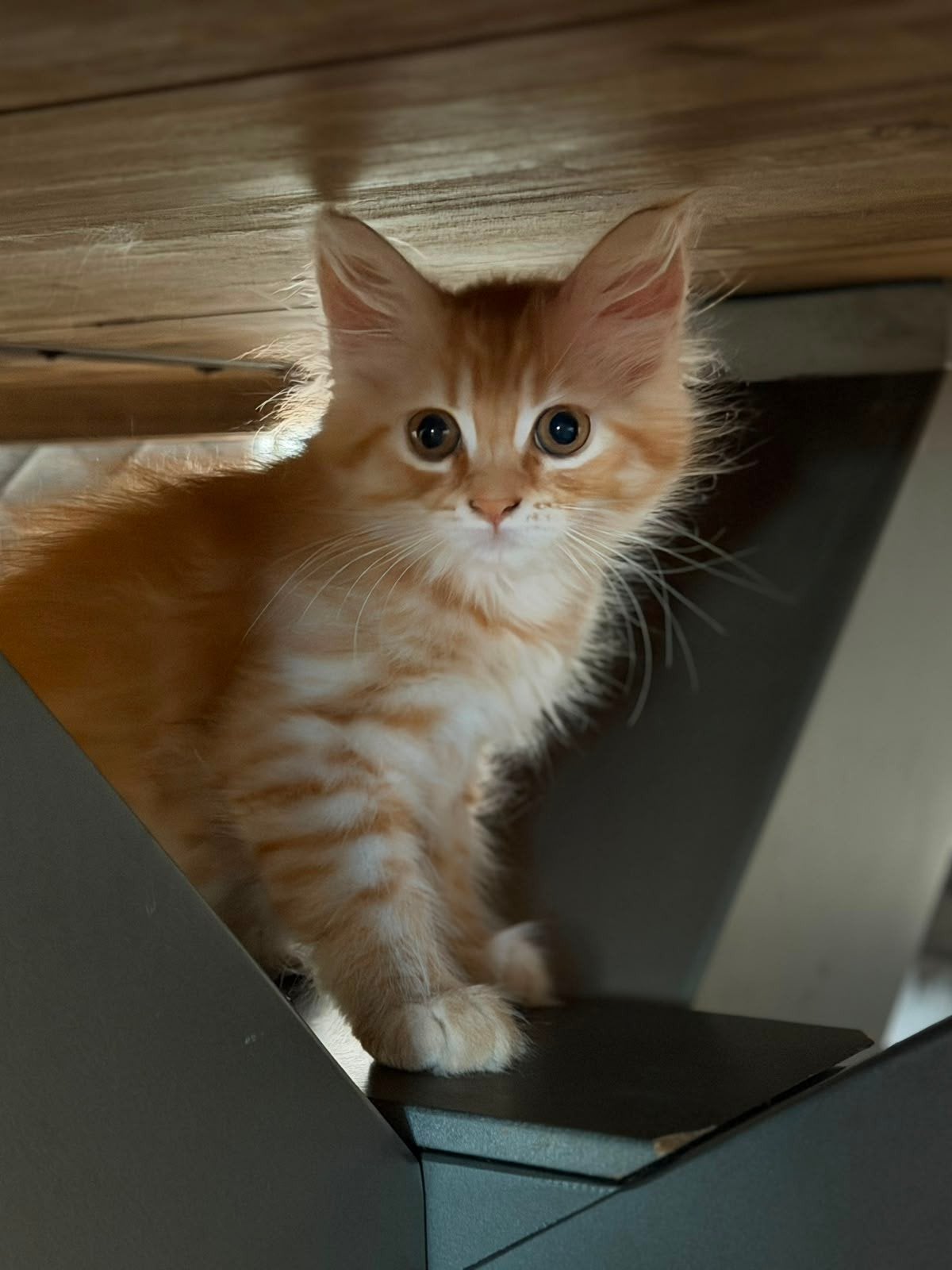 Kittens main coon x perz, Poes