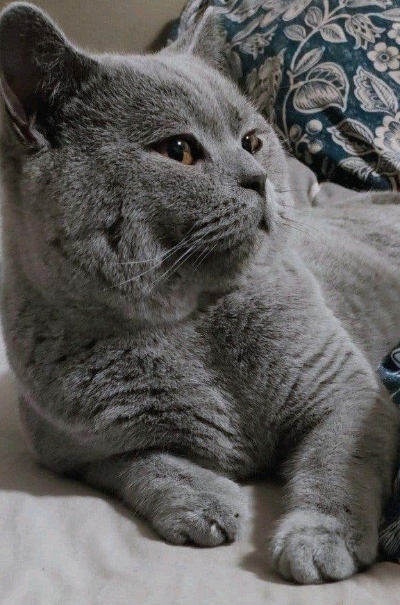 Hele lieve  Britse korthaar knuffelKater  €  850,-, Kater, Gechipt, 0 tot 2 jaar