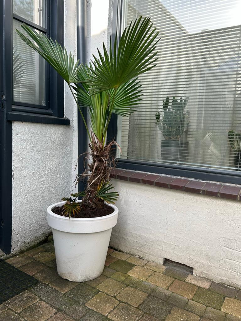 Trachycarpus Wagnerianus - Winterharde Palmboom, Overige soorten, Volle zon, Vaste plant, Ophalen of Verzenden