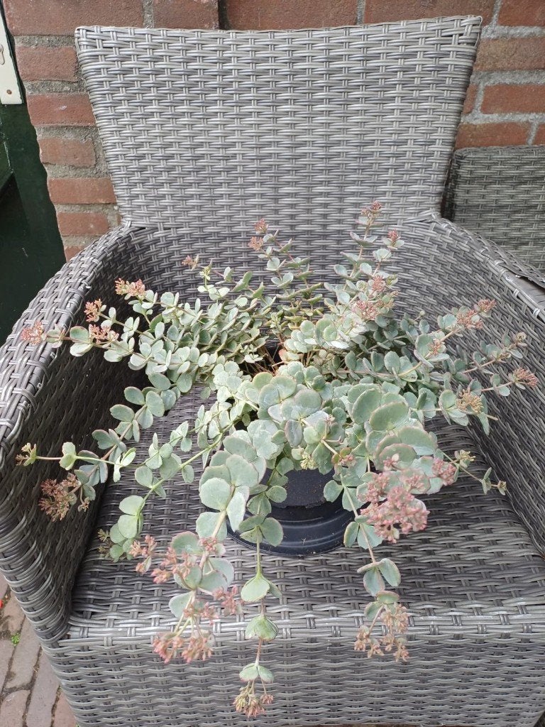 mooie volle Sedum Sieboldii ( Hemelsleutel), Ophalen, Bodembedekkers, Volle zon, Vaste plant