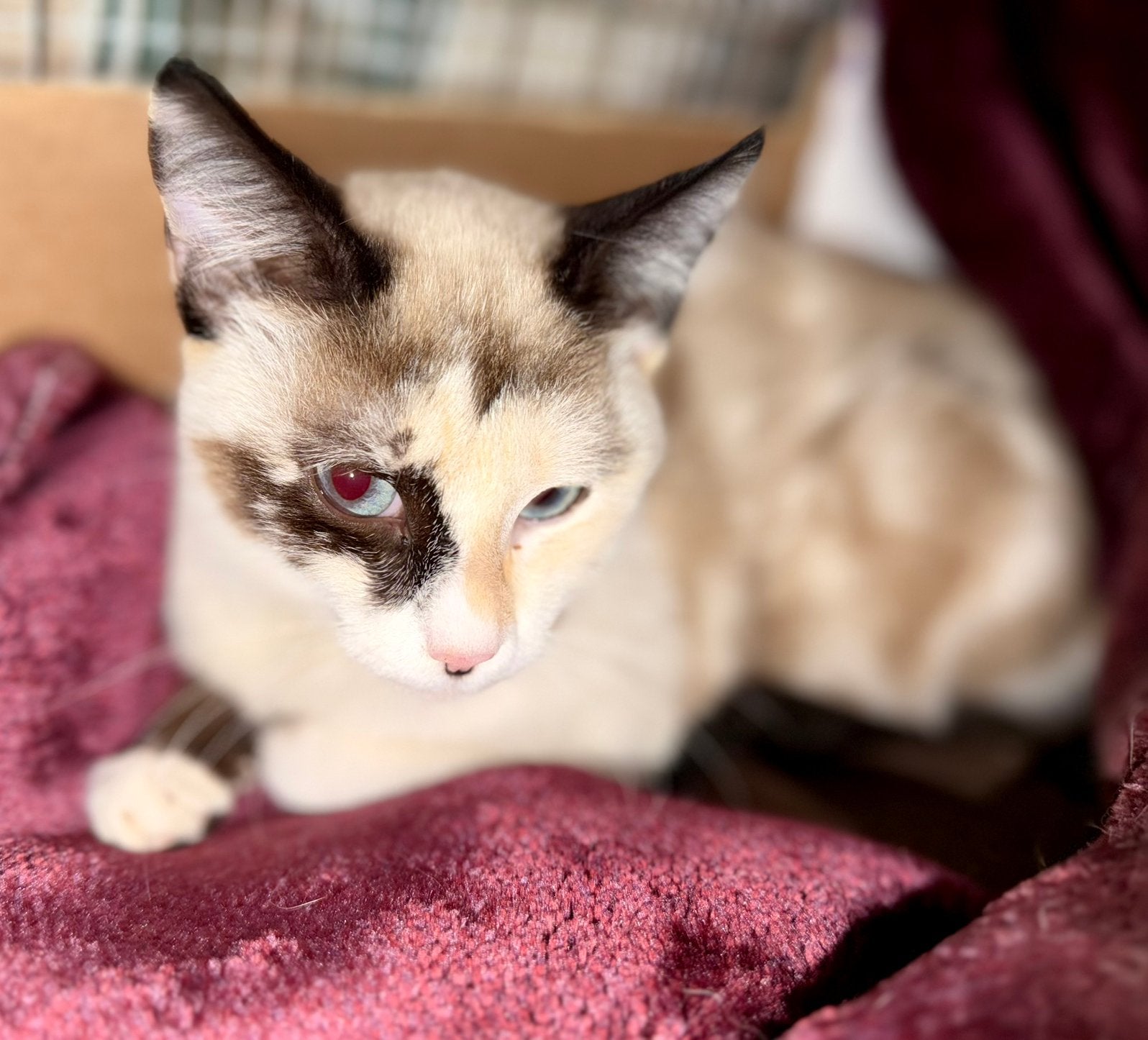 Lief poesje zoekt een liefdevol thuis, Poes, Gechipt
