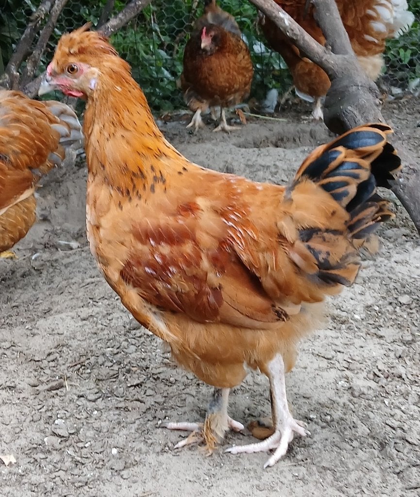 Haan 3 maanden oud - Araucana kleurlegger X kuif zijdehoen, Mannelijk, Kip