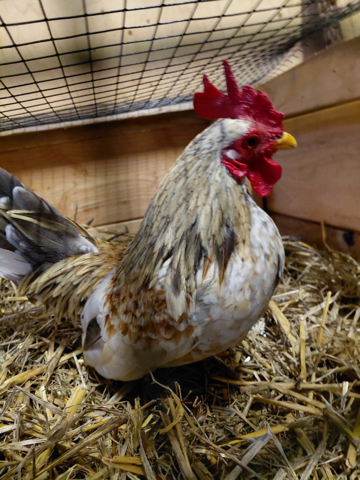 zeer mooie haan serama, Dieren en Toebehoren