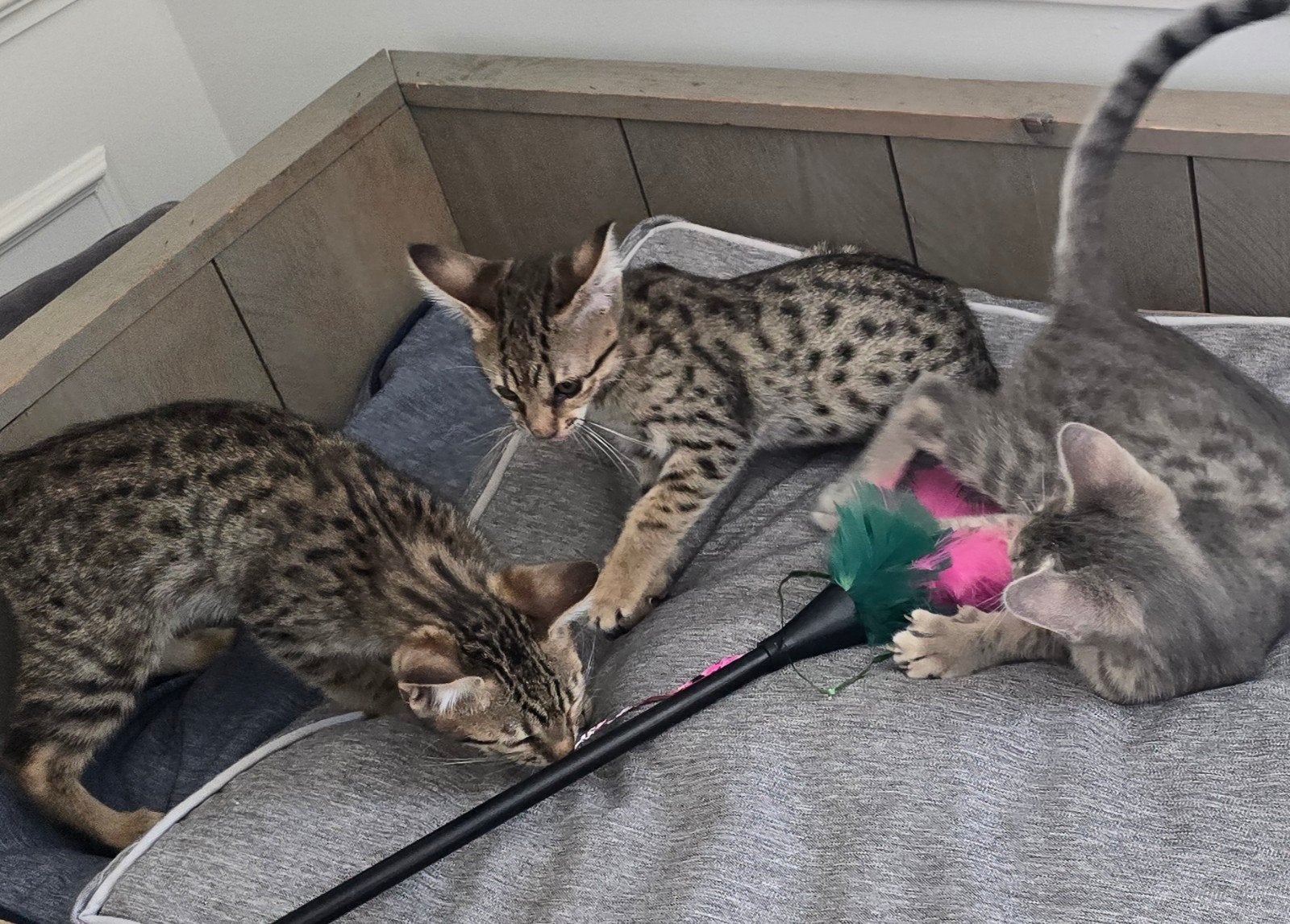 Savannah kittens, Dieren en Toebehoren, Katten en Kittens | Raskatten | Korthaar, Meerdere dieren