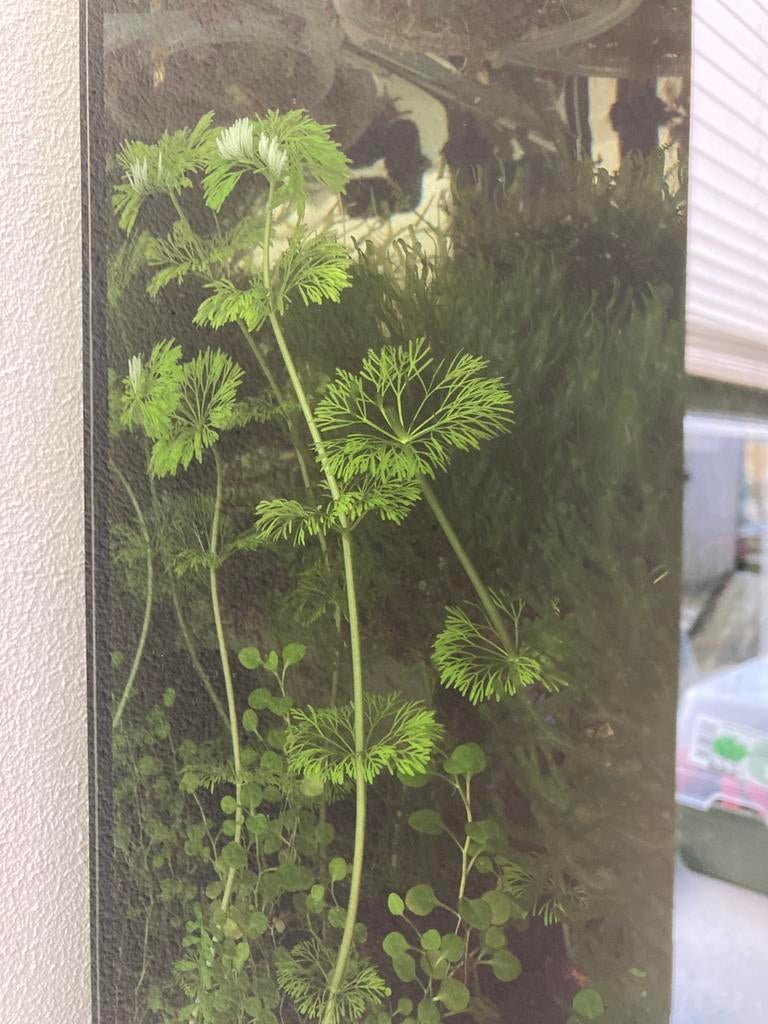 Aquariumplanten: Limnophilia Sessiflora / Ambulia, Ophalen, Nieuw, Plant(en), Steen of Hout