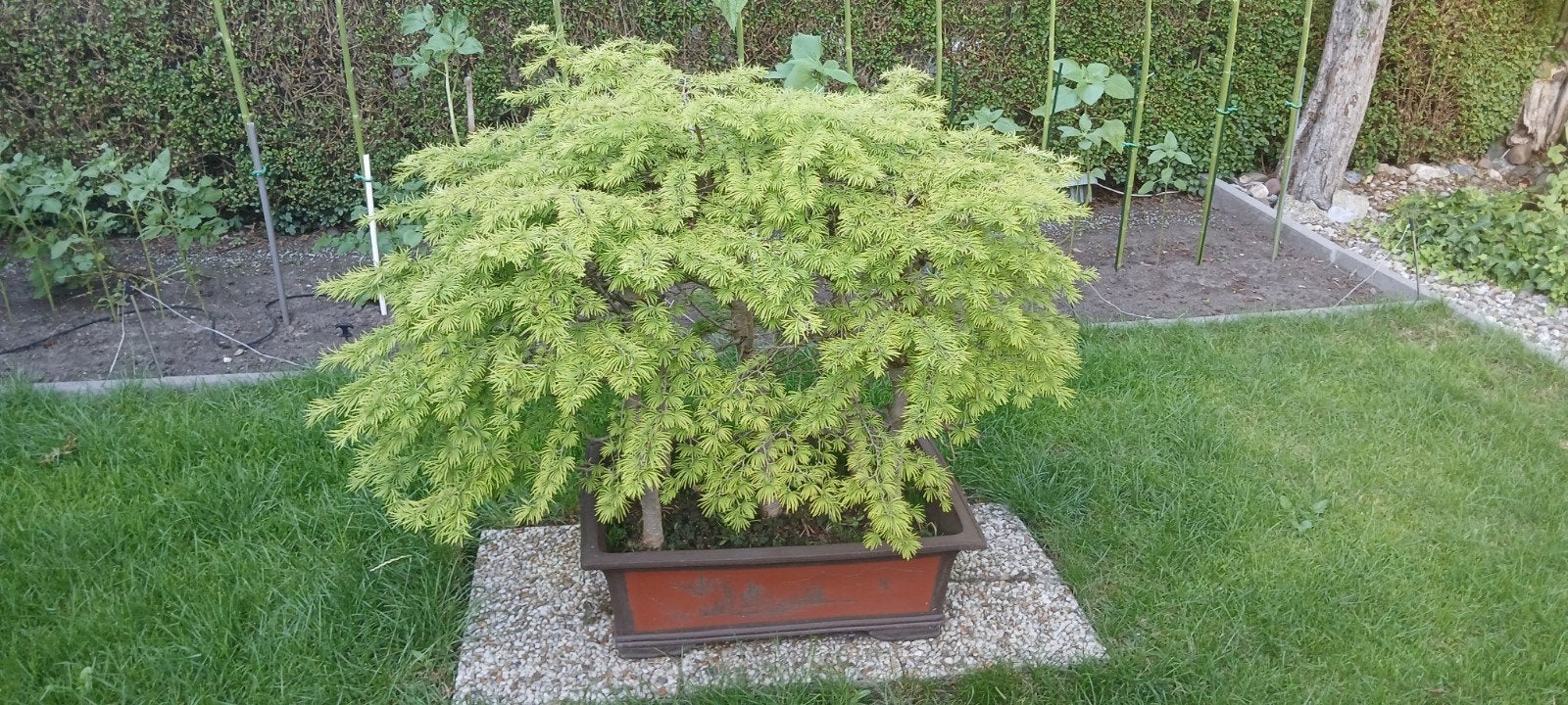 Larix Bonsai - Unieke Tuinplant, Vaste plant, Bloeit niet, Halfschaduw, Ophalen