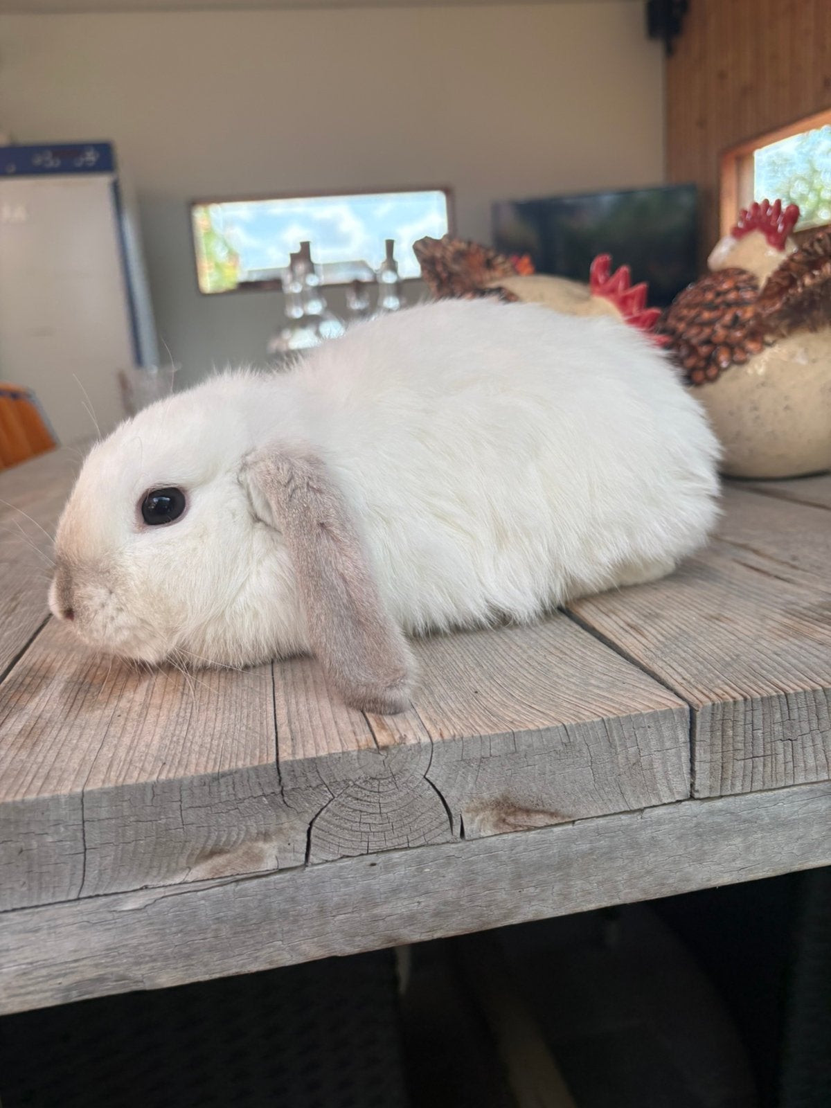 Lieve jonge minilop en Nederlands Hangoor Dwerg voedsters, Dieren en Toebehoren, Konijnen, Meerdere dieren, Dwerg, Hangoor