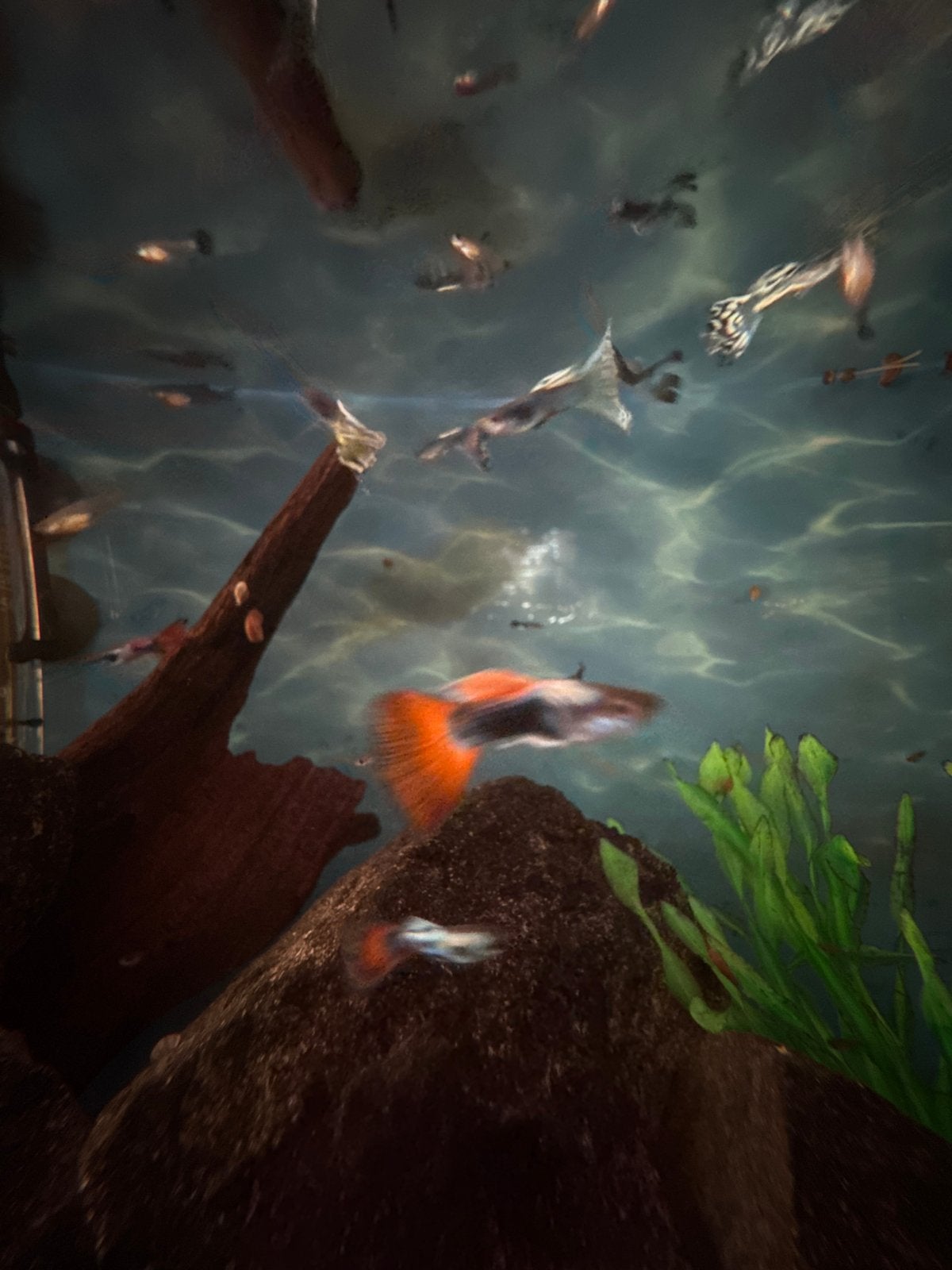 Guppies mannetje en vrouwtje, Vis