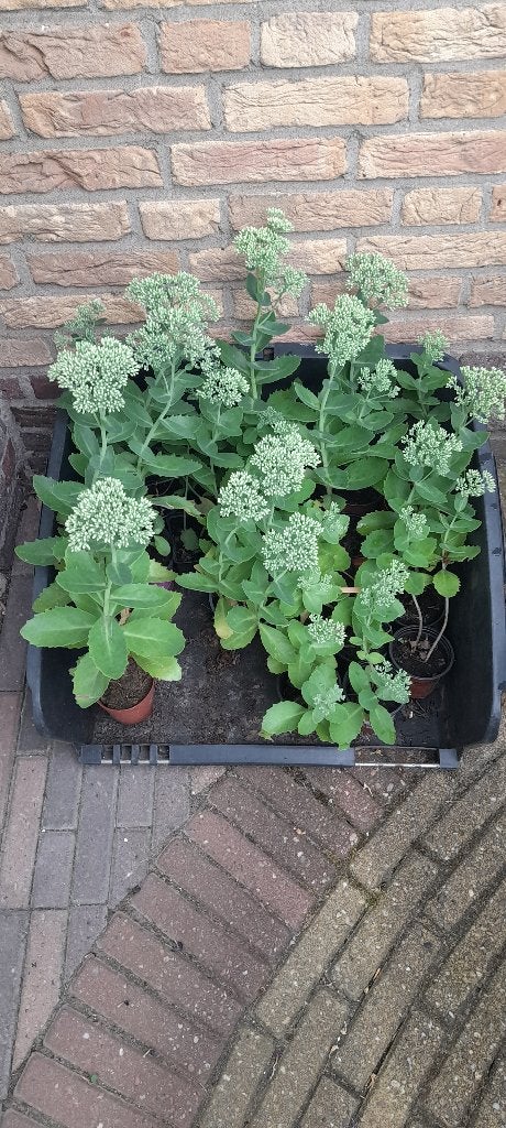 Herbstfreude- jonge plantjes, Overige soorten, Volle zon, Vaste plant, Ophalen of Verzenden